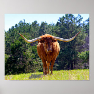 Red-Hazard Texas Longhorn Poster