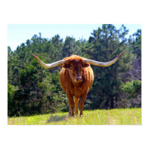Red-Hazard Texas Longhorn