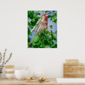 Red Headed House Finch Poster (Keuken)