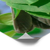 Red Headed House Finch Poster (Hoek)