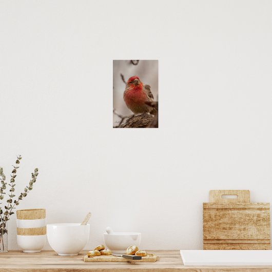 Red Headed House Finch Poster (Keuken)