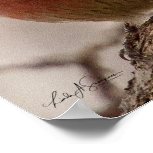 Red Headed House Finch Poster (Hoek)