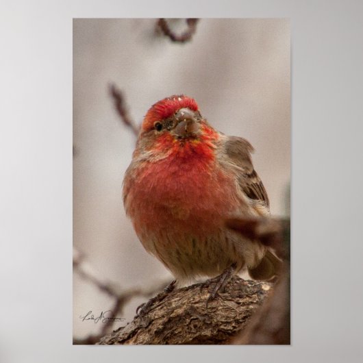Red Headed House Finch Poster (Voorkant)