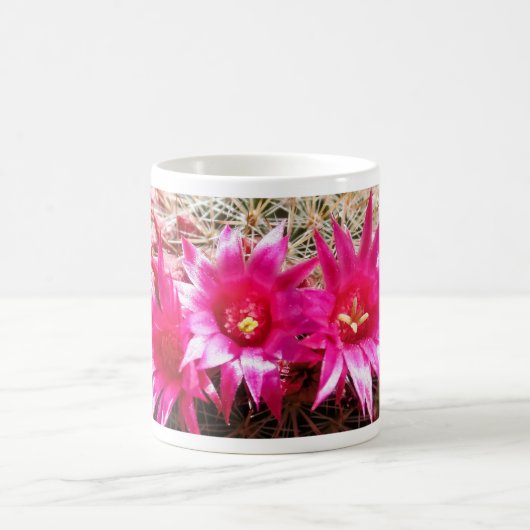 Red Headed Irishman Cactus, ! Koffiemok (Center)