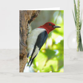 Red-headed Specht Kaart