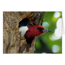Red-Headed Woodpecker