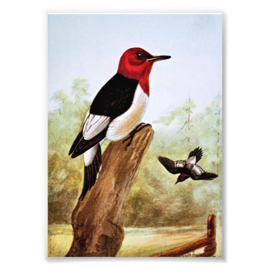 Red Headed Woodpecker Art Foto Afdruk (Voorkant)