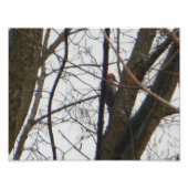 Red Headed Woodpecker Foto Afdruk (Voorkant)