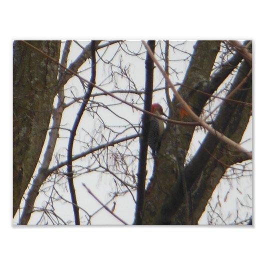 Red Headed Woodpecker Foto Afdruk (Voorkant)
