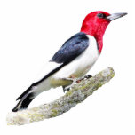 Red-Headed Woodpecker Fotobeeldje Magneet<br><div class="desc">Een afbeelding van een roodkeiharde Woodpecker</div>