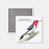Red-Headed Woodpecker Magneet (Voorkant / Achterkant)