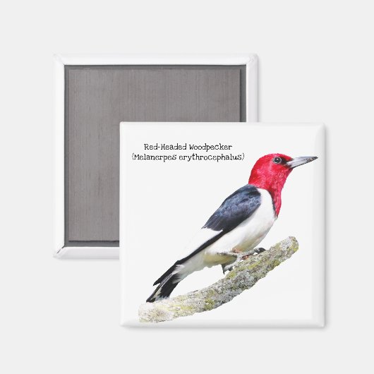 Red-Headed Woodpecker Magneet (Voorkant / Achterkant)