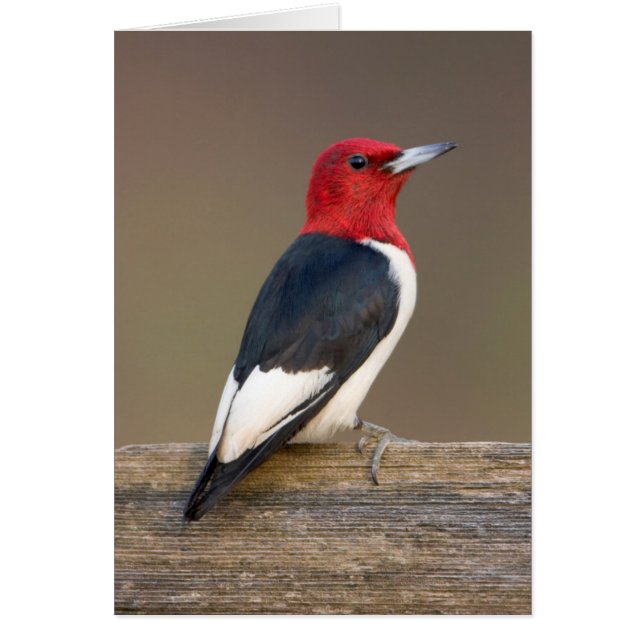 Red-headed Woodpecker on fence (Voorkant)