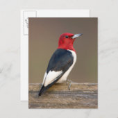 Red-headed Woodpecker on fence Briefkaart (Voorkant / Achterkant)