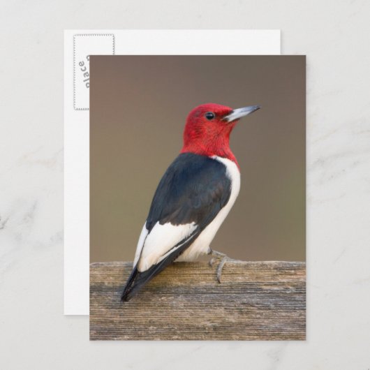 Red-headed Woodpecker on fence Briefkaart (Voorkant / Achterkant)