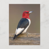Red-headed Woodpecker on fence Briefkaart (Voorkant)