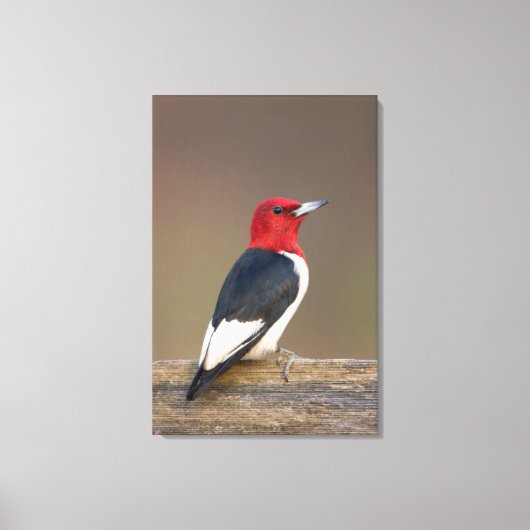Red-headed Woodpecker on fence Canvas Afdruk (Voorkant)