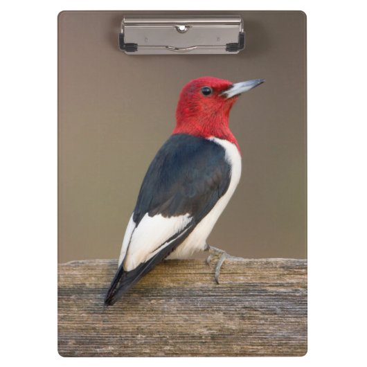 Red-headed Woodpecker on fence Klembord (Voorkant)