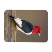 Red-headed Woodpecker on fence Magneet (Horizontaal)