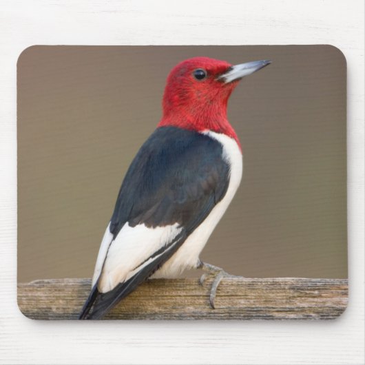 Red-headed Woodpecker on fence Muismat (Voorkant)