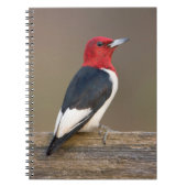 Red-headed Woodpecker on fence Notitieboek (Voorkant)