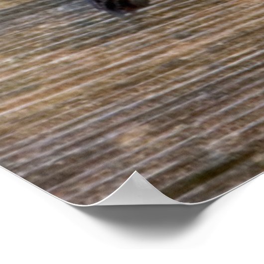 Red-headed Woodpecker on fence Poster (Hoek)