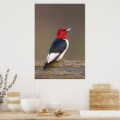 Red-headed Woodpecker on fence Poster (Keuken)