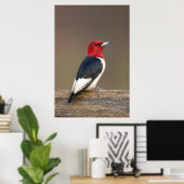 Red-headed Woodpecker on fence Poster (Thuiskantoor)