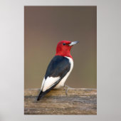 Red-headed Woodpecker on fence Poster (Voorkant)