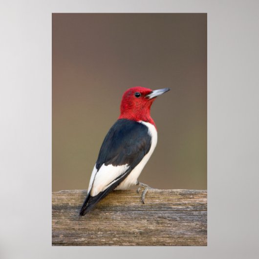 Red-headed Woodpecker on fence Poster (Voorkant)
