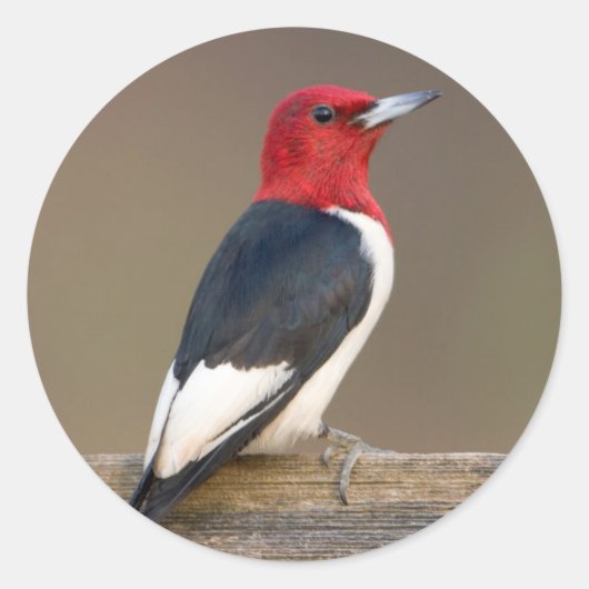 Red-headed Woodpecker on fence Ronde Sticker (Voorkant)