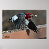 Red-Headed Woodpecker Poster (Voorkant)
