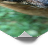 Red Healer Australian Cattle Dog Poster (Hoek)