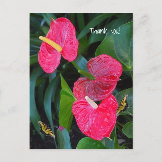 Red Heart Anthurium-Plant Briefkaart (Voorkant)