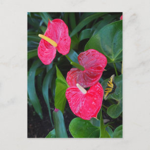 Red Heart Anthurium-Plant Uitnodiging Briefkaart