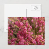 Red Heather bloemen Briefkaart (Voorkant / Achterkant)