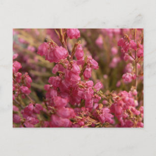 Red Heather bloemen Briefkaart