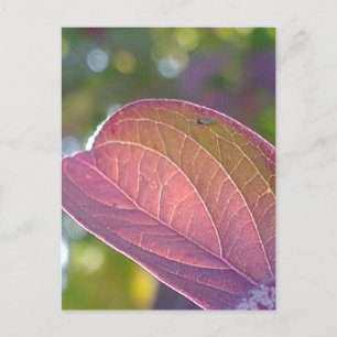 Red Herfst Leaf en Bokeh Briefkaart