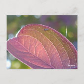 Red Herfst Leaf en Bokeh Briefkaart (Achterkant)