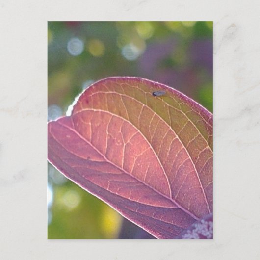 Red Herfst Leaf en Bokeh Briefkaart (Voorkant)