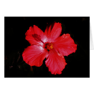 Red Hibiscus