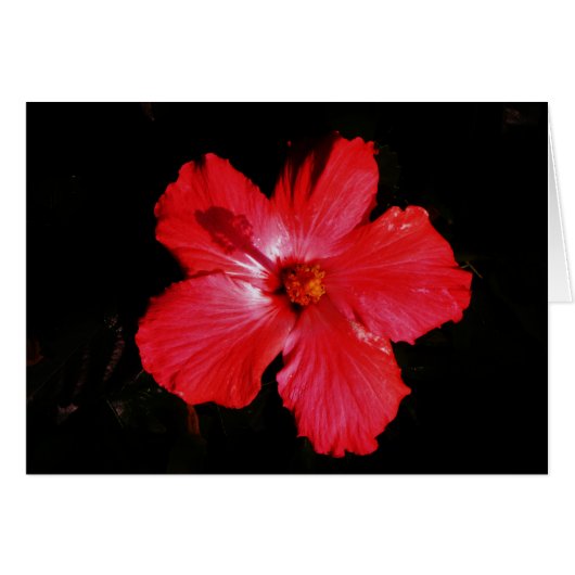 Red Hibiscus (Voorkant Horizontaal)