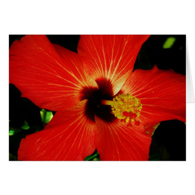 Red Hibiscus (Voorkant Horizontaal)