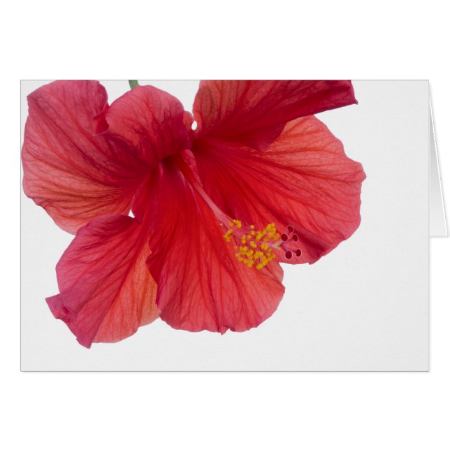 Red Hibiscus (Voorkant Horizontaal)