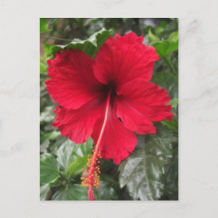 Red Hibiscus 1 Briefkaart