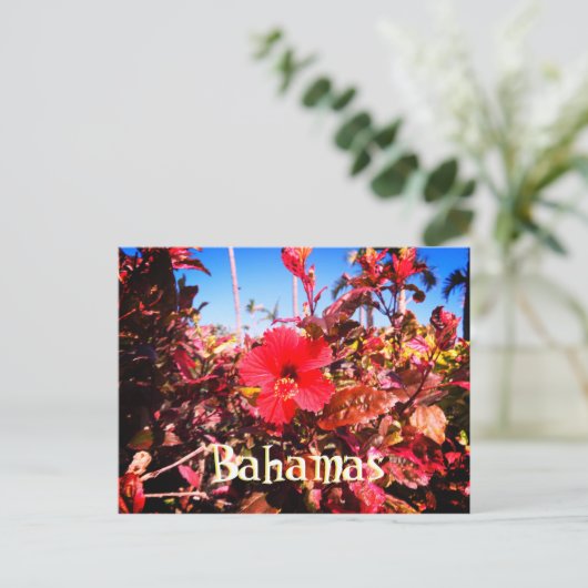 Red Hibiscus Bahamas Briefkaart (Staand voorkant)