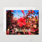 Red Hibiscus Bahamas Briefkaart (Voorkant / Achterkant)
