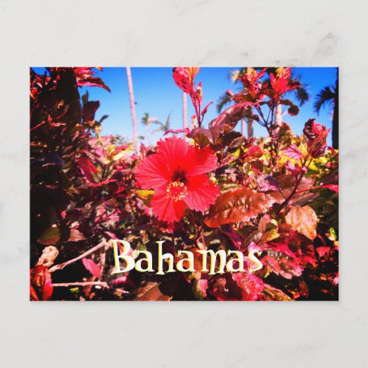 Red Hibiscus Bahamas Briefkaart (Voorkant)