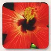 Red Hibiscus Bier Onderzetter (Voorkant)
