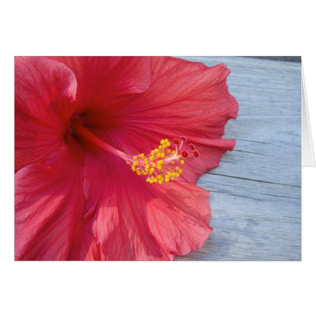 Red Hibiscus Bloom (Voorkant Horizontaal)